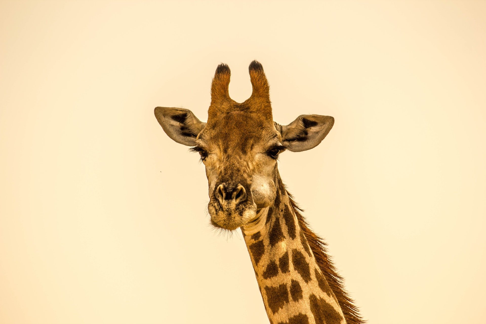 A altura das girafas, ainda mais com esses ossinhos no topo da cabeça, pode atrair os raios em campos abertos (Fonte: Unsplash)