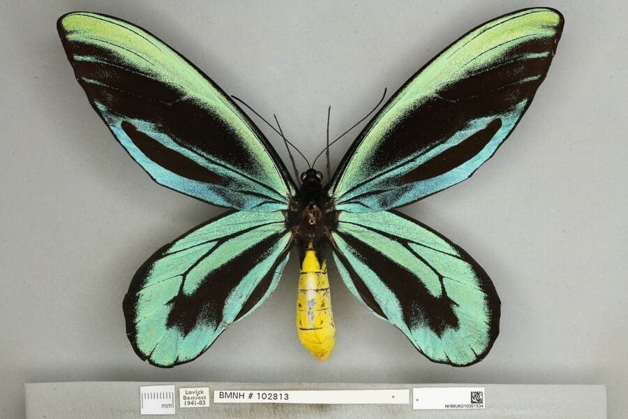 A borboleta Ornithoptera alexandrae é uma das espécies que corre risco de extinção (Fonte: Wikimedia Commons)