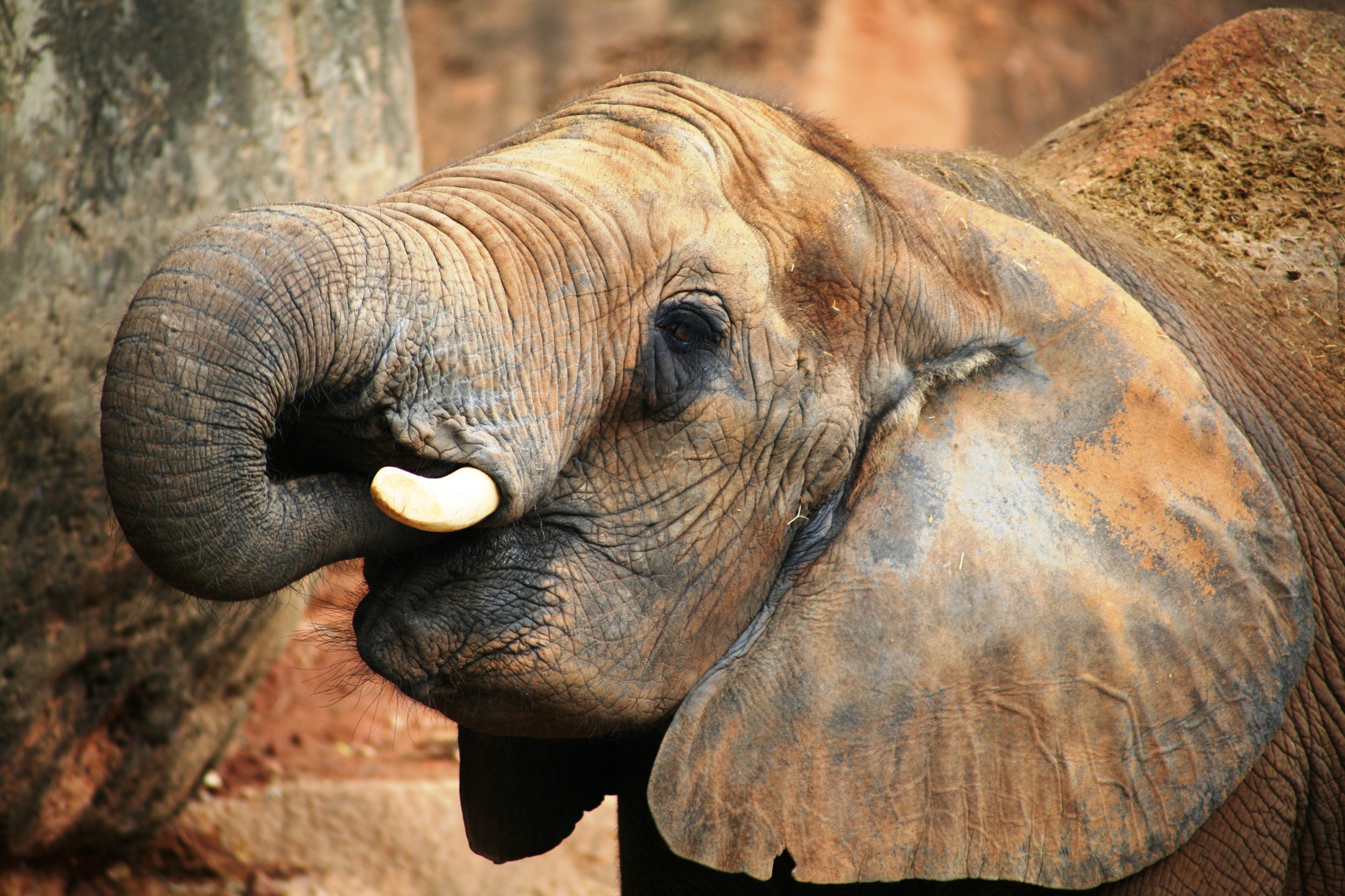 Bebês elefantes gostam de sugar a própria tromba.