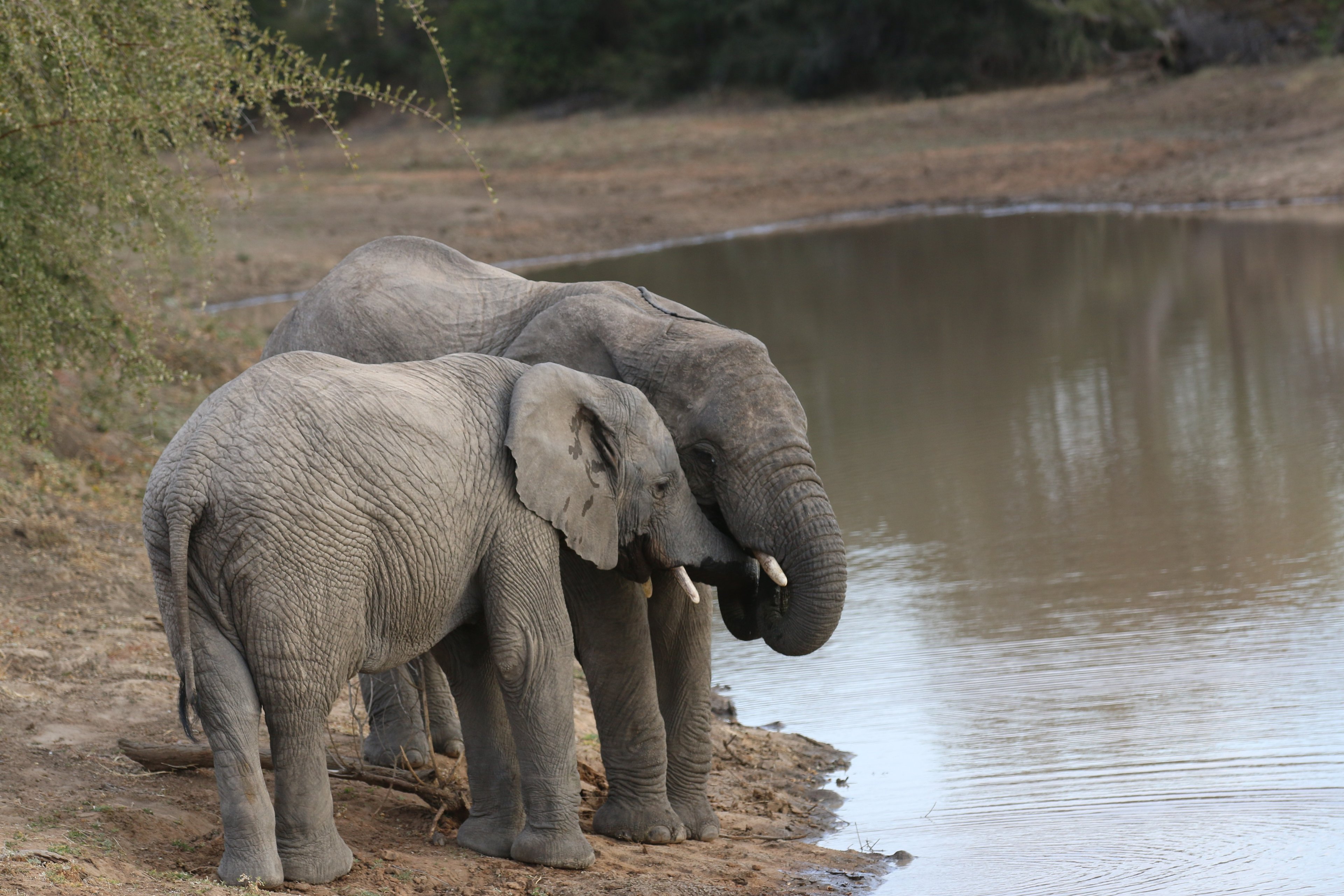 Os elefantes também são conhecidos por manter fortes “laços familiares”.