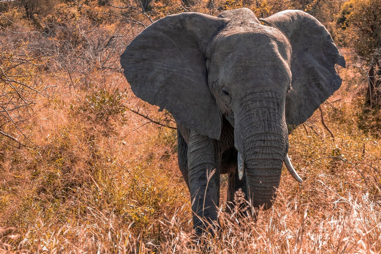 O elefante africano é considerado o maior representante de sua espécie.