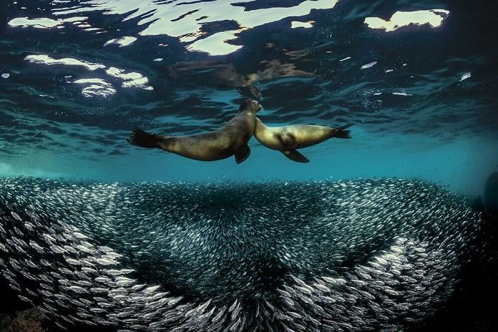 Fonte: Raffaele Livornese / 2020 Through Your Lens Underwater Photo Contest