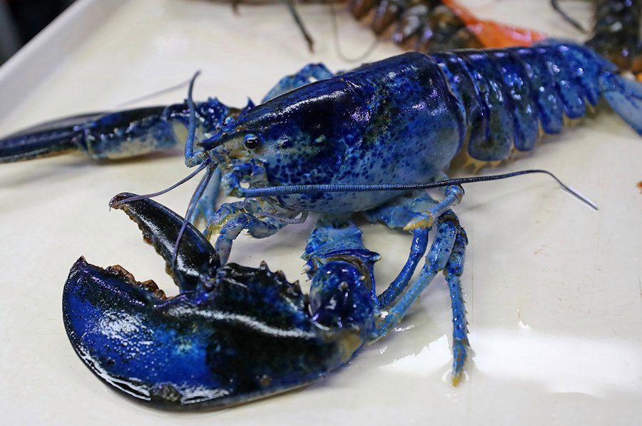 Rara lagosta azul foi enviada ao New England Aquarium em Boston. (Fonte: Getty Images/Reprodução)