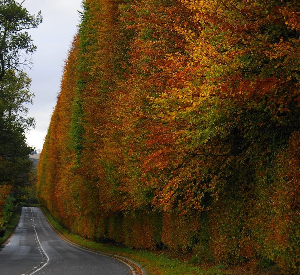 Meikleour Beech Hedge durante o outono.