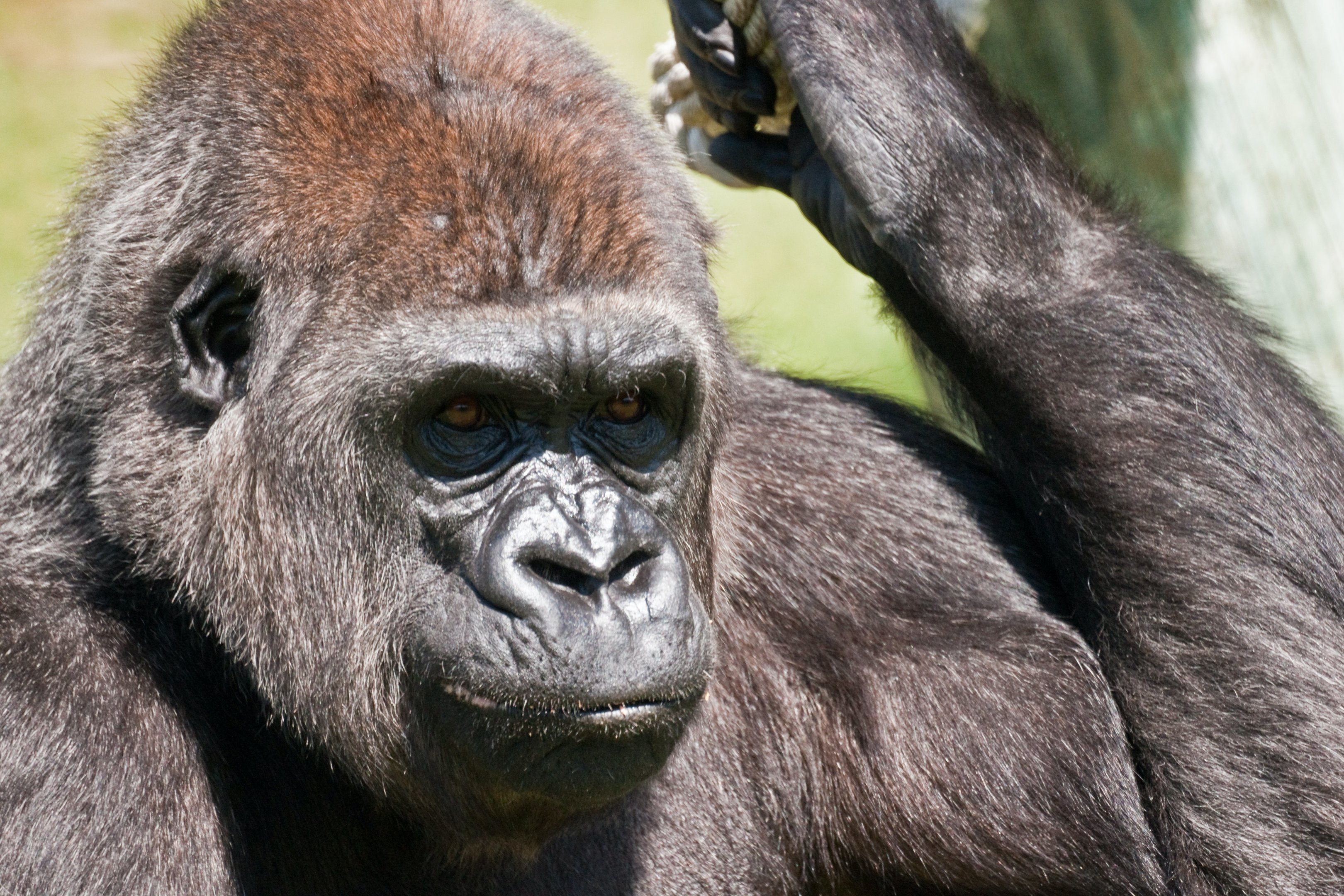 Em relação ao aspecto físico, os lêmures não superam os gorilas..