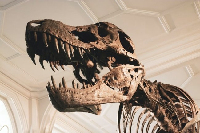 A baixa quantidade de fósseis de T-Rex faz Stan ser ainda mais valioso.