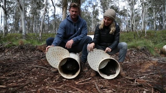 Chris Hemsworth ajudou a reinserir o marsupial no continente australiano. (Fonte: YouTube/Global Wildlife Conservation)