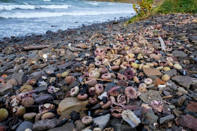Milhares de animais marinhos mortos surgiram na região. (Fonte: Greenpeace/Divulgação)