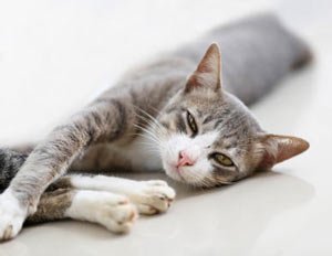 Imagem de Quer falar com seu gato? Pisque os olhos! no megacurioso