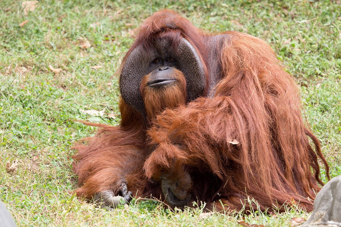 Orangotango, uma das espécies que dependem de florestas tropicais e correm o risco de desaparecer.