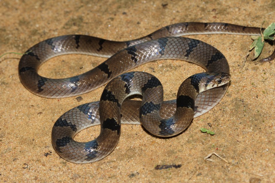 Cobra Kukri (Oligodon arnensis)