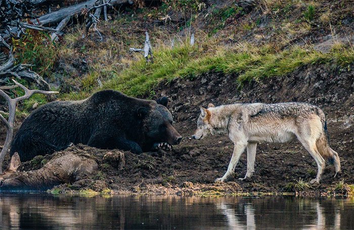 O registro de um raro encontro entre um urso pardo e um lobo cinza