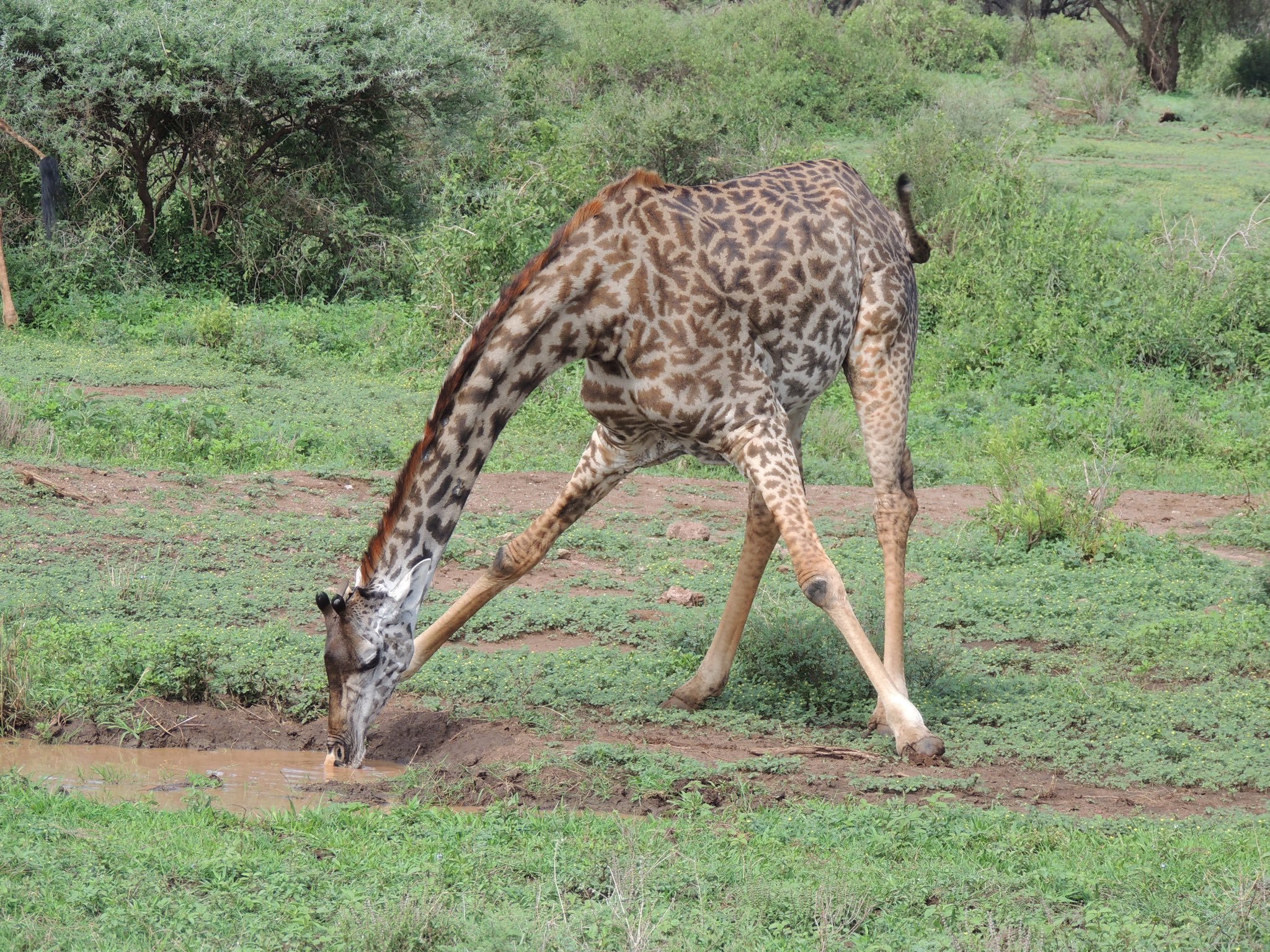 Registro de uma girafa bebendo água.