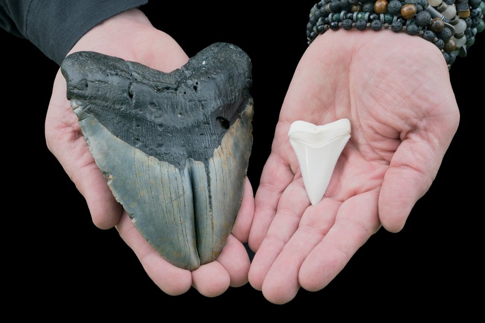 Um dente de O. megalodon (à esquerda), comparado com um de tubarão branco (à direita).