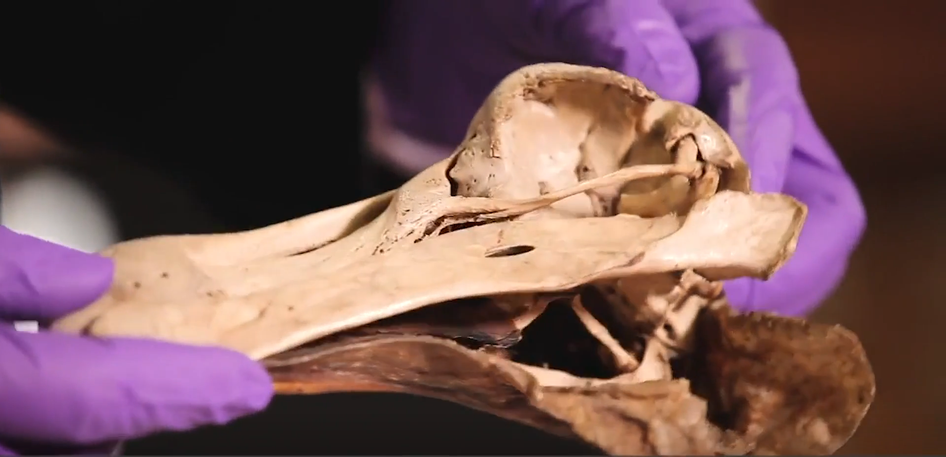 Paleontólogo analisa fóssil de um Dodô, extinto pelo ser humano há milhares de anos atras