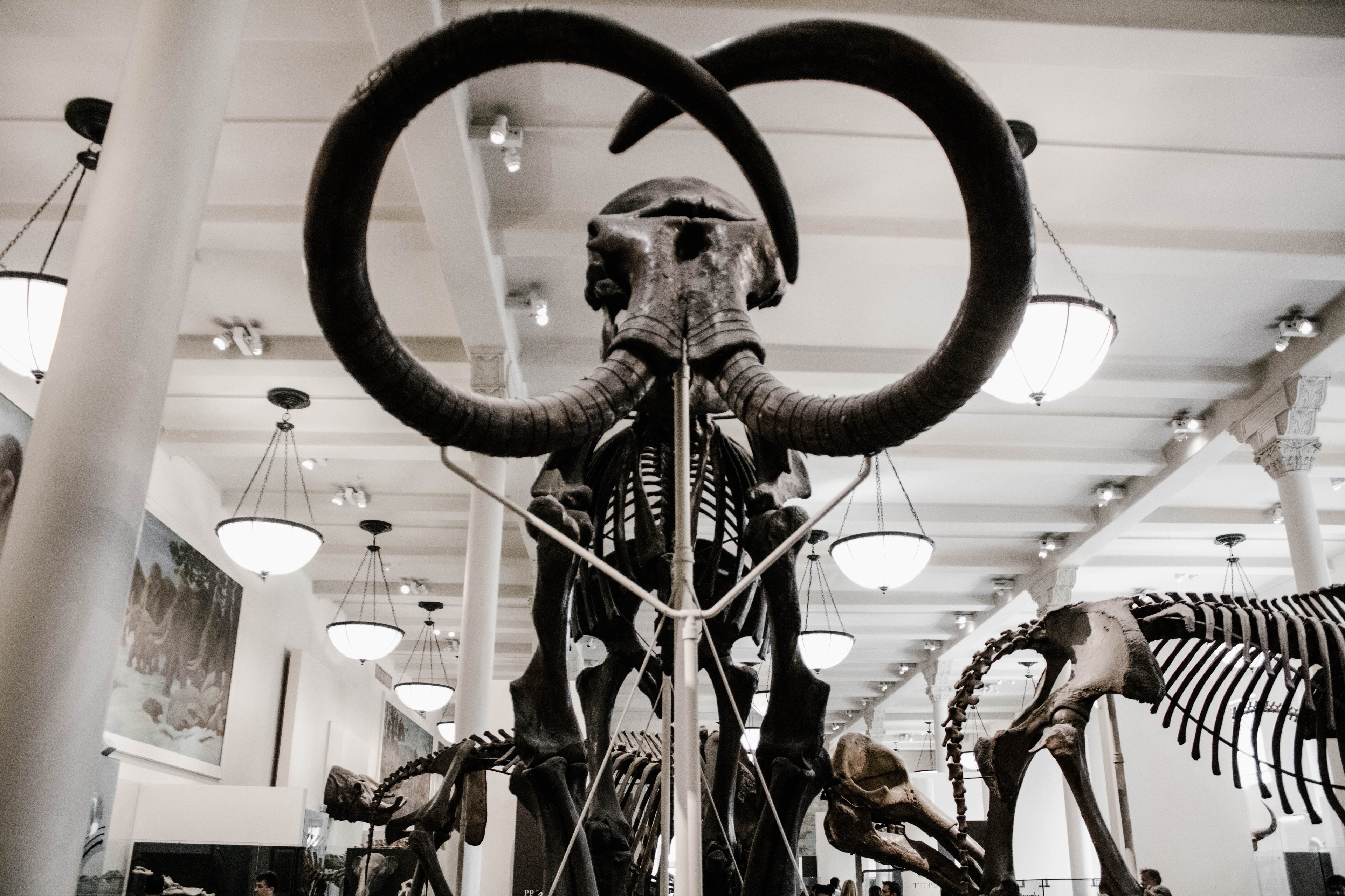 Os mamutes foram animais gigantes e com presas enormes. (Fonte: Unsplash)
