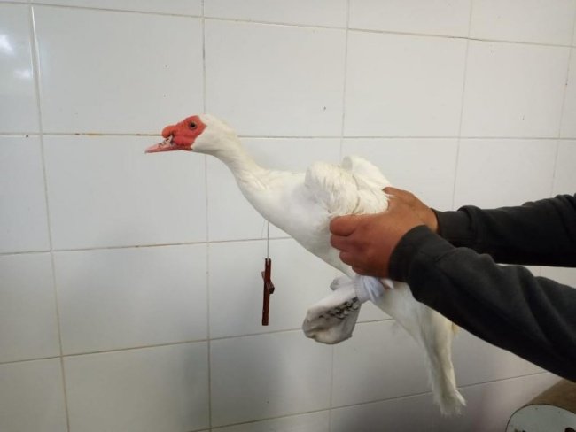 Resgatada pelos agentes da prefeitura, a ave foi levada em segurança. (Fonte: Vigilância Sanitária do Rio de Janeiro/Divulgação)