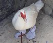 thumb-image-2024-02-29T14:05:05.302Z
