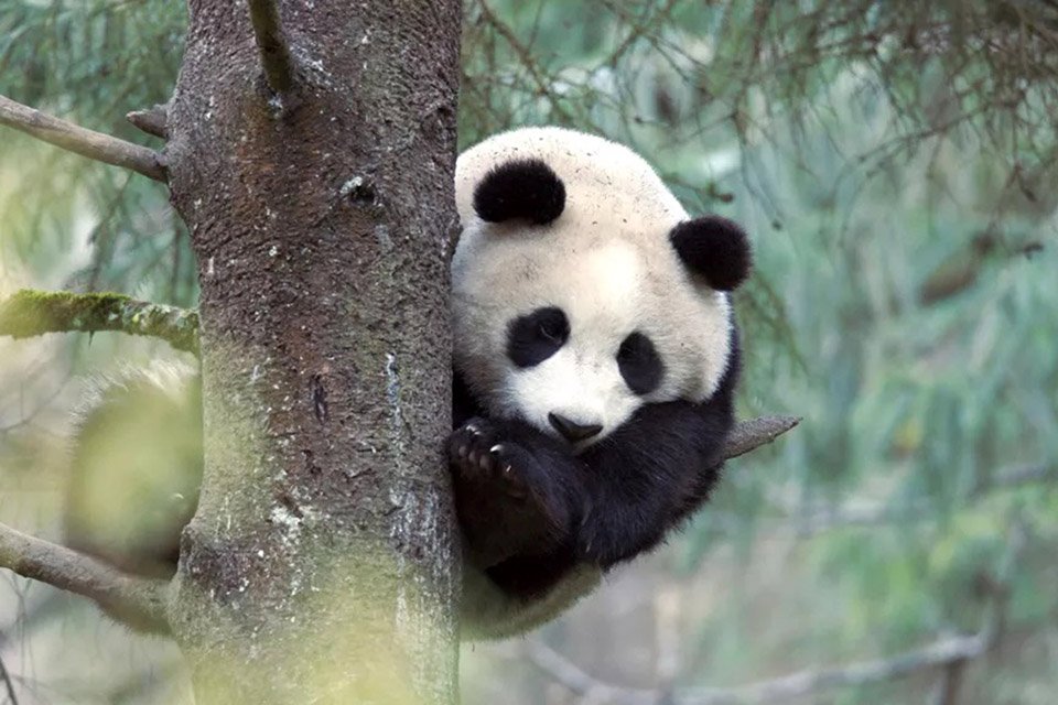 Imagem de Vídeo registra pela primeira vez acasalamento de pandas na natureza; veja no megacurioso