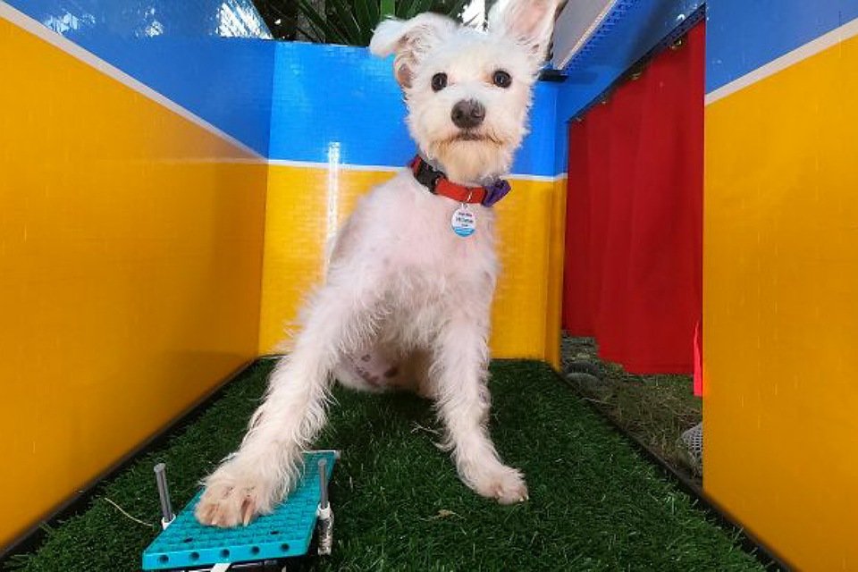 Imagem de Cabine de fotos recompensa cachorro para cada selfie tirada no megacurioso