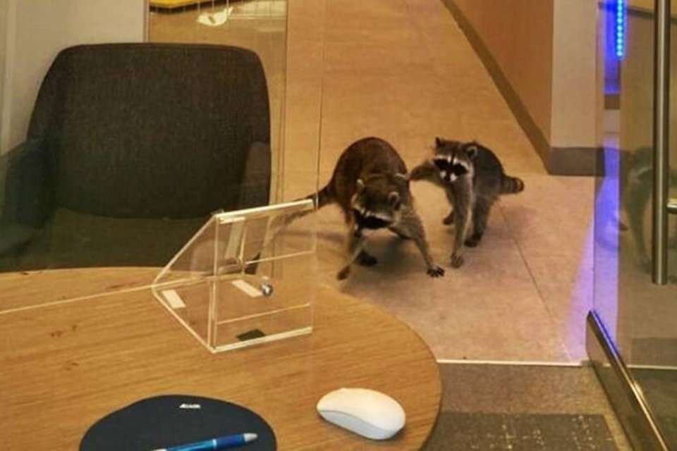 Imagem de Vida bandida! Guaxinins invadem banco nos EUA e roubam biscoitos no megacurioso
