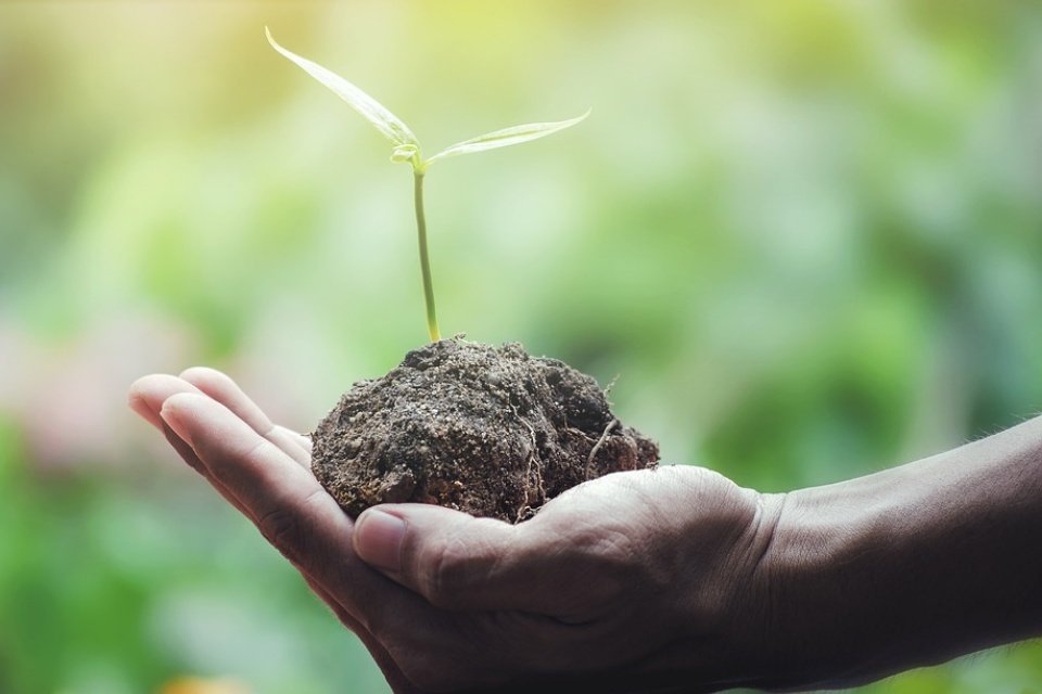 Imagem de Ecosia, o buscador que planta árvores a cada pesquisa no megacurioso