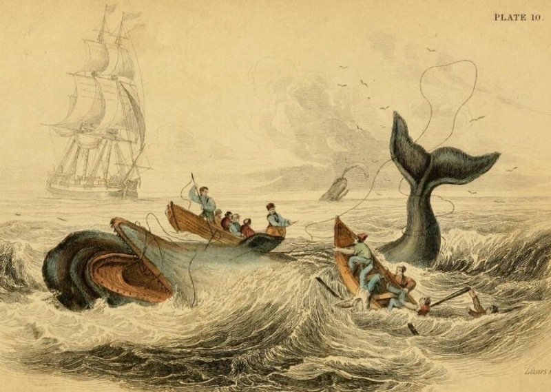 A caça às baleias movimentava a economia norte-americana no século 19