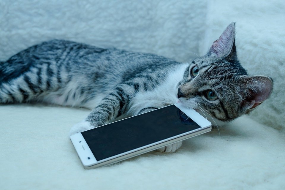 Imagem de MeowTalk: o aplicativo que traduz miados de felinos para palavras no megacurioso