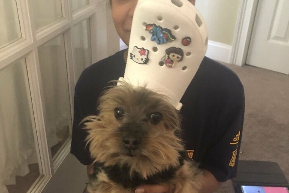 Imagem de Ave animalis! Bichinhos de cosplay de Papa viram sucesso na internet no megacurioso