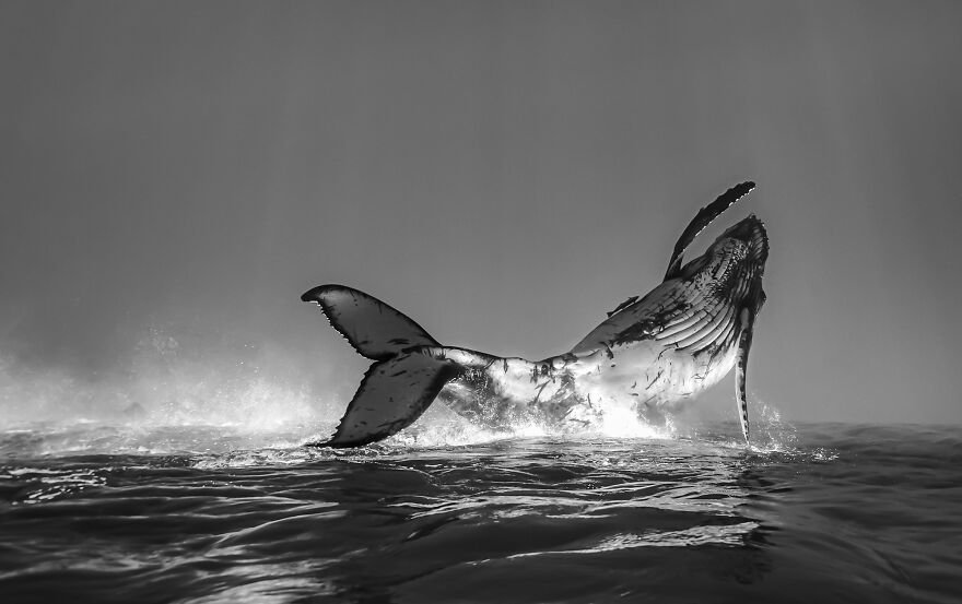 (Fonte: Jono Allen/The Ocean Photography Awards)
