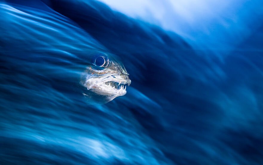 (Fonte: Henley Spiers/The Ocean Photography Awards)