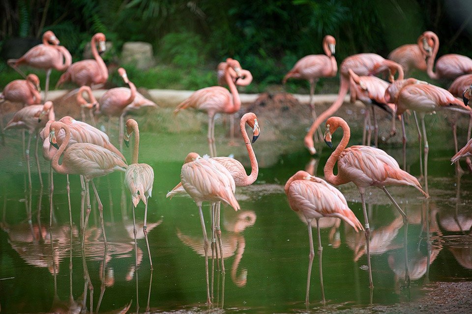 Imagem de Desfile em rosa: flamingos são filmados por drone durante migração no megacurioso