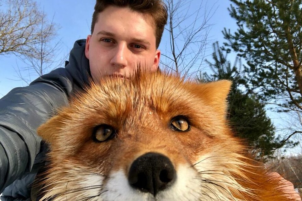 Imagem de Raposa se torna melhor amiga do homem que salvou sua vida no megacurioso