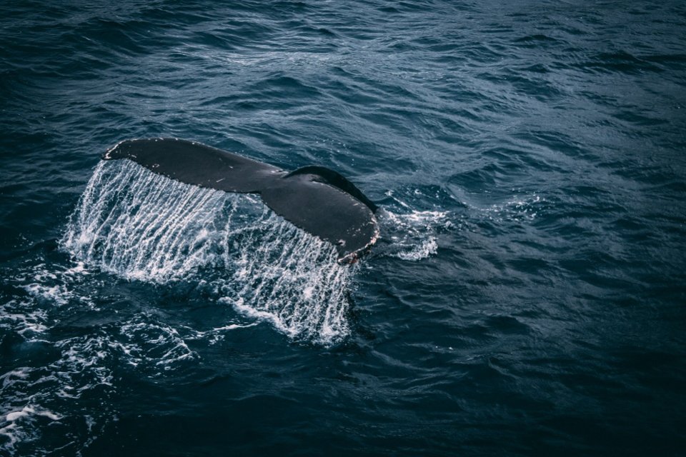 Baleias-azuis são avistadas na Antártica após quase extinção - Mega Curioso