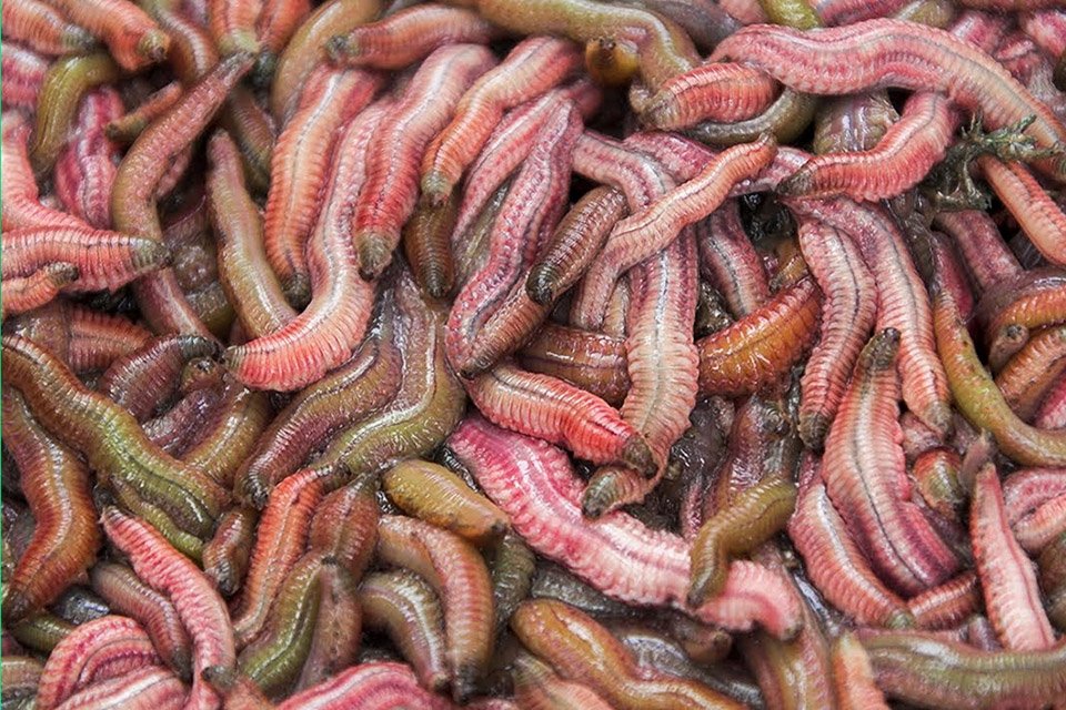 Imagem de Cha ruoi, um omelete feito com vermes-de-areia no Vietnã do Norte no megacurioso