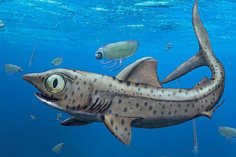 Imagem de Tubarão de 370 milhões de anos tinha mandíbula rotativa no megacurioso