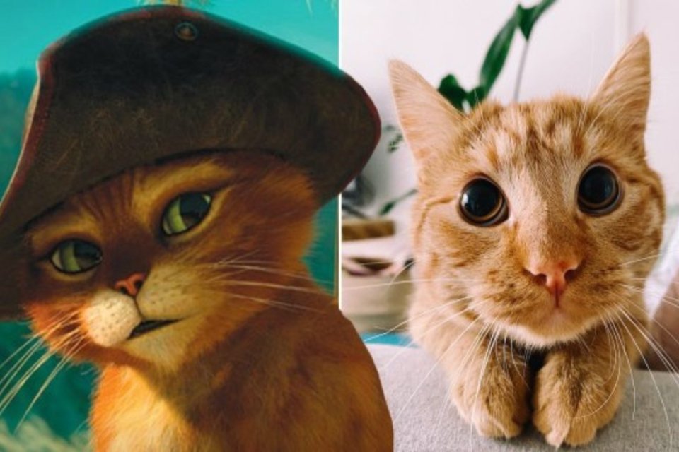 O POVO on X: Encontramos o gato de botas da vida real