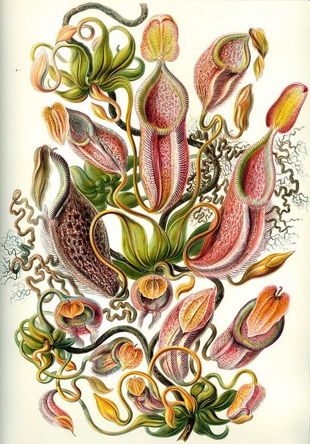 10 ilustrações de Ernst Haeckel que misturam arte e ciência Mega Curioso