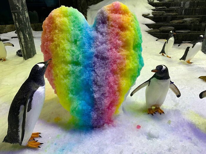 Um coração de arco-íris para o casal mais fofo do aquário