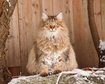 thumb-image-2024-02-29T14:05:10.138Z