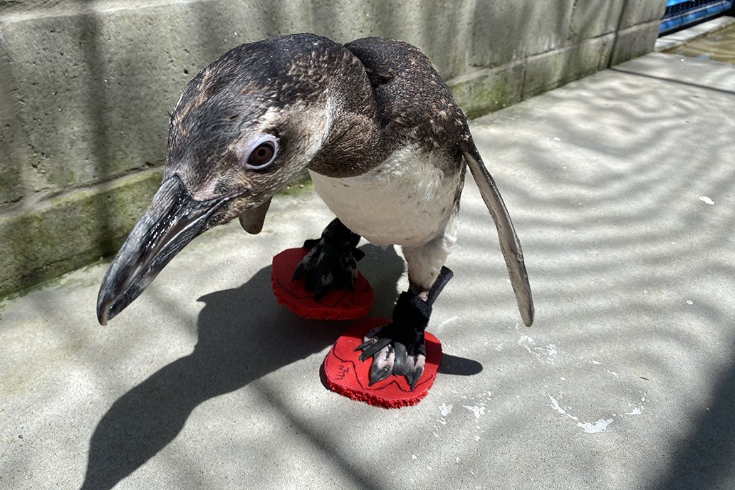 Seis pinguins estão usando chinelinhos para proteger os pés durante tratamento (Fonte: LEC/UFPR/Divulgação)