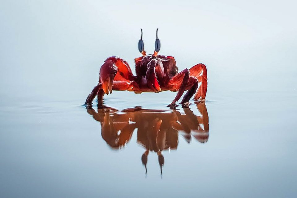 Imagem de É verdade que tudo vai se transformar em caranguejo um dia? no megacurioso