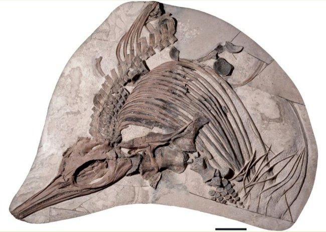 Fóssil descoberto em 2009. (Fonte: Wikimedia Commons)