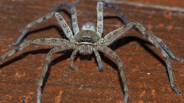 Huntsman Spider. (Fonte: Shutterstock/Reprodução)