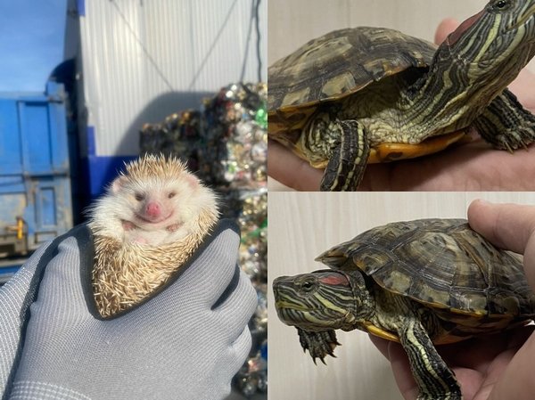 Ouriço-africano e duas tartarugas também foram resgatados do lixo pelos trabalhadores.