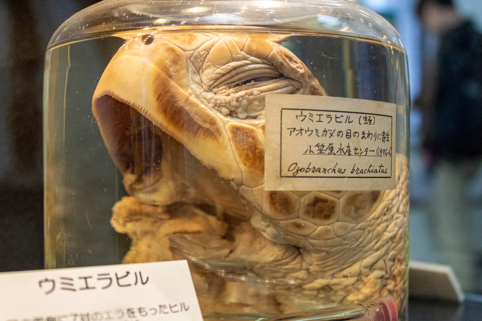 Fonte: Meguro Parasitological Museum/Reprodução