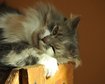thumb-image-2024-02-29T14:05:13.475Z