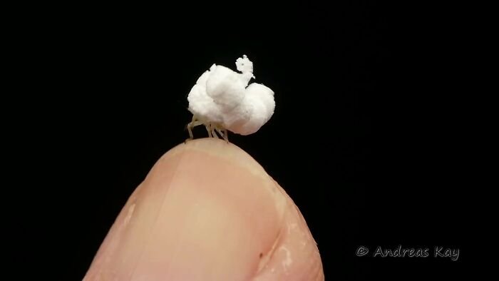 Parece um milho de pipoca estourado, mas trata-se de um inseto (Fonte: Bored Panda/Reprodução)