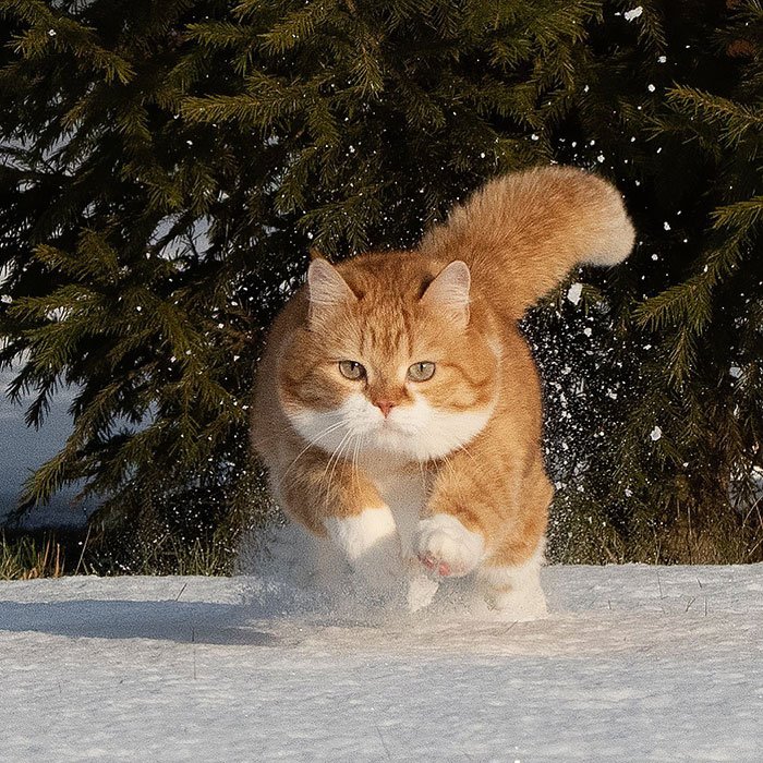 (Fonte: Instagram - Cute Snow Ginger Cat/Reprodução)