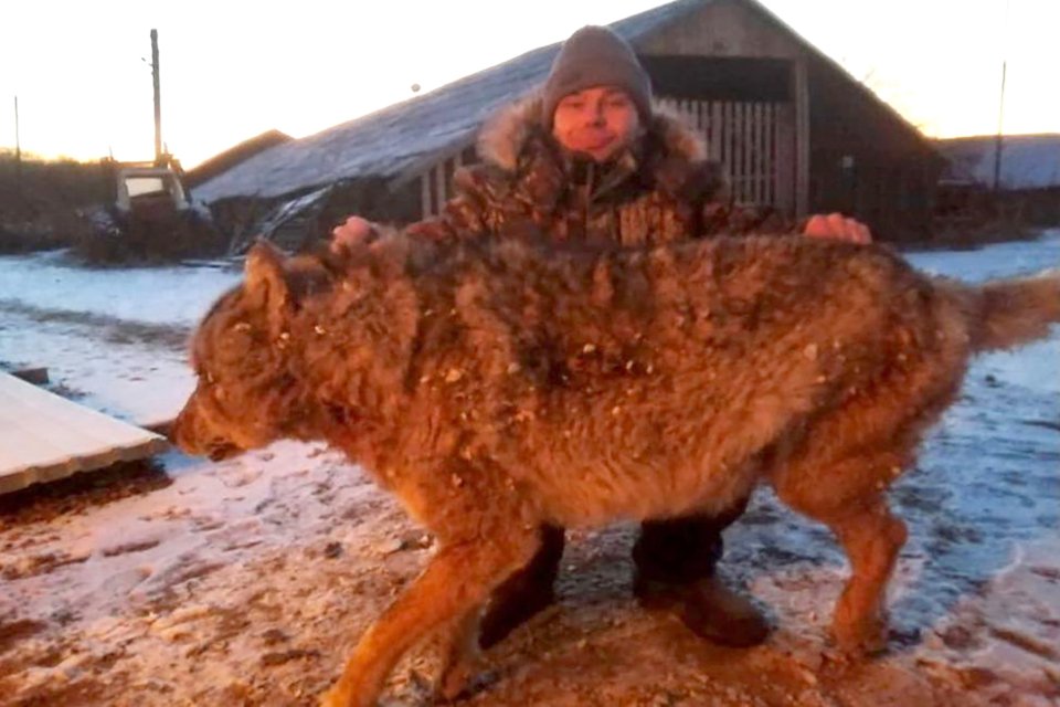 Imagem de Fazendeiro russo estrangula lobo que assassinou seus cachorros no megacurioso